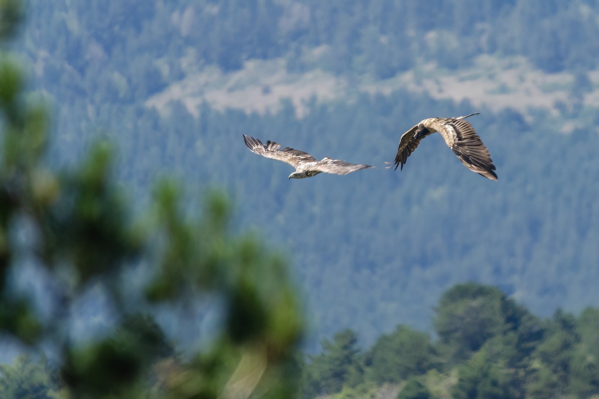 orlosup bradatý - ML647190992