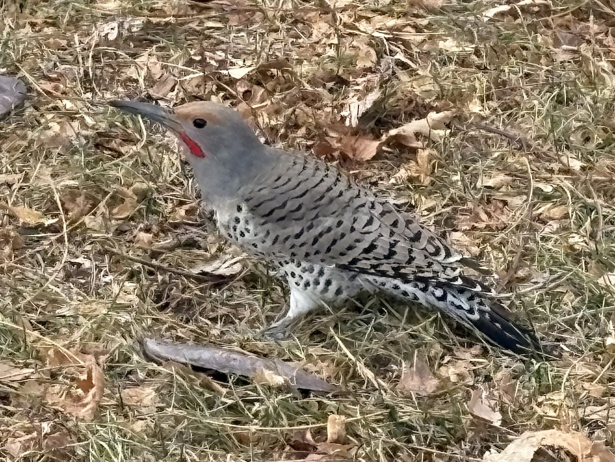 Northern Flicker - ML647191001