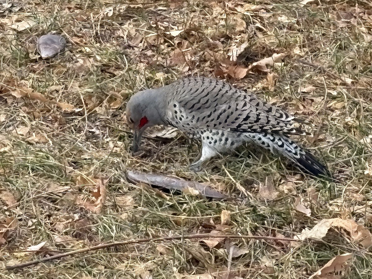 Northern Flicker - ML647191002