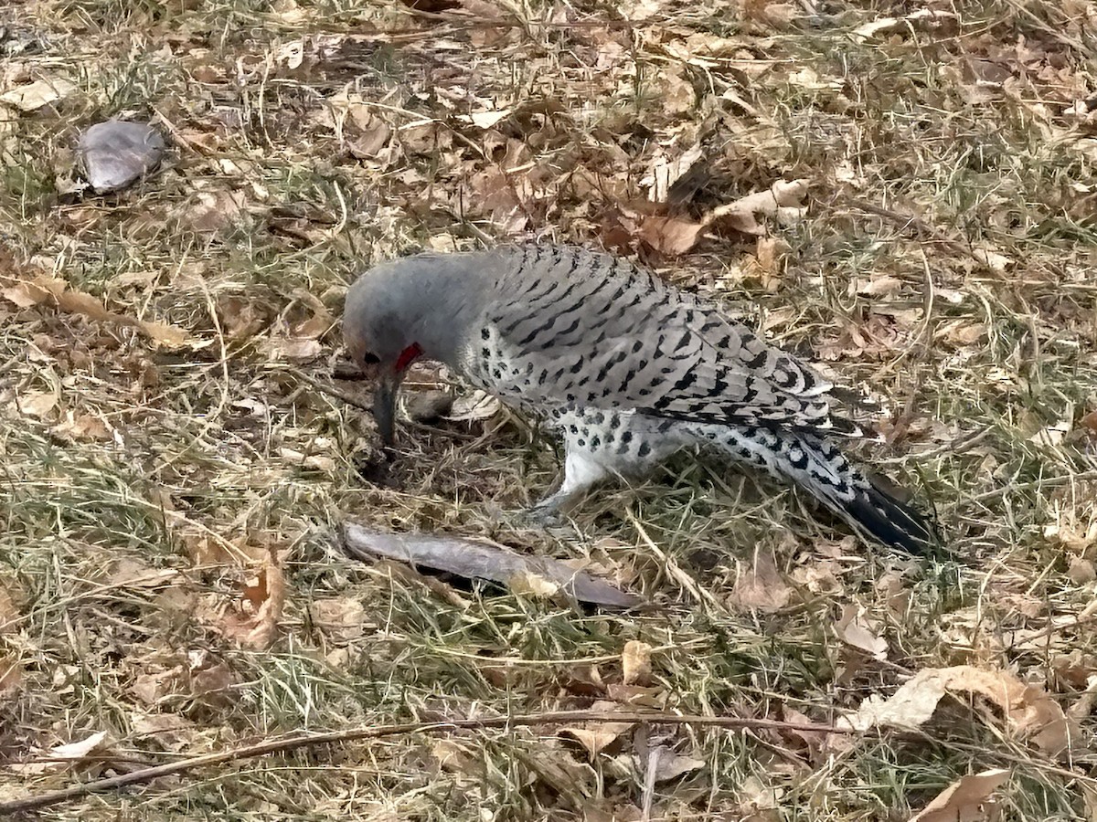 Northern Flicker - ML647191003