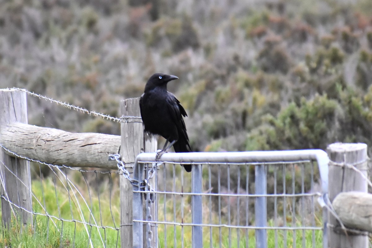 ミナミコワタリガラス - ML647191011