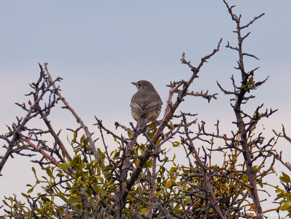 Grive draine - ML647191024