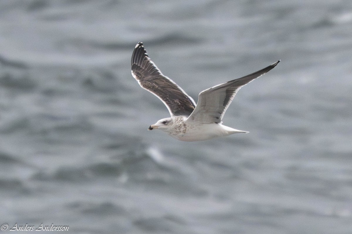 racek mořský - ML647191032