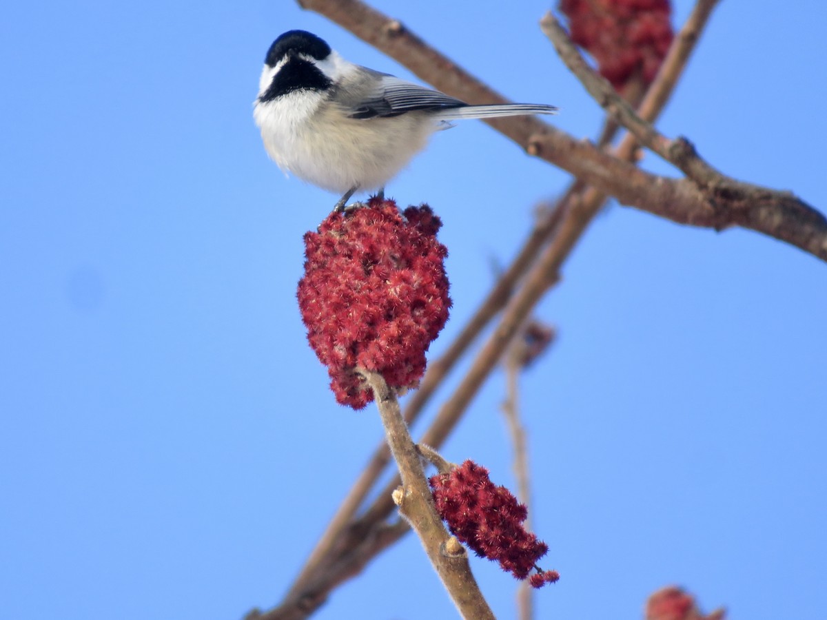 Black-capped Chickadee - ML647191033