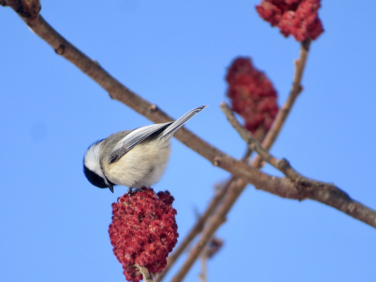 Black-capped Chickadee - ML647191034
