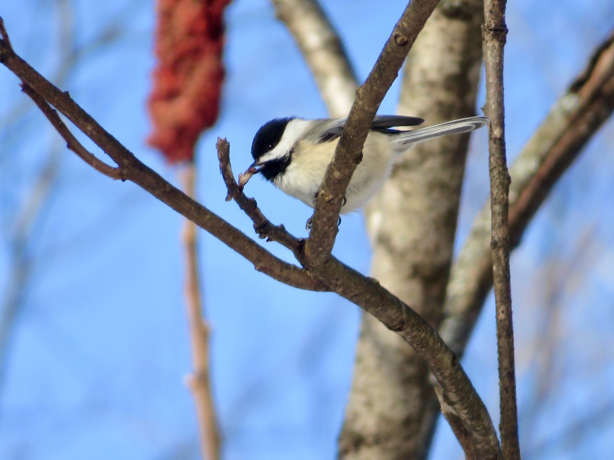 Black-capped Chickadee - ML647191035