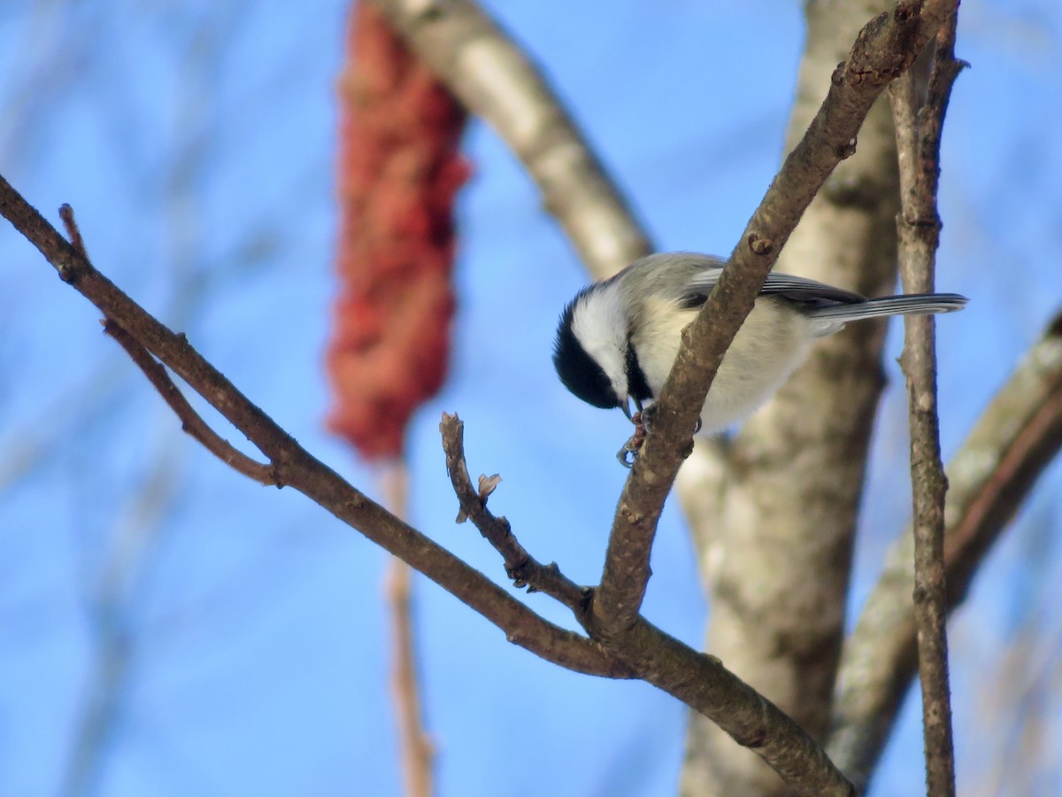 Black-capped Chickadee - ML647191036
