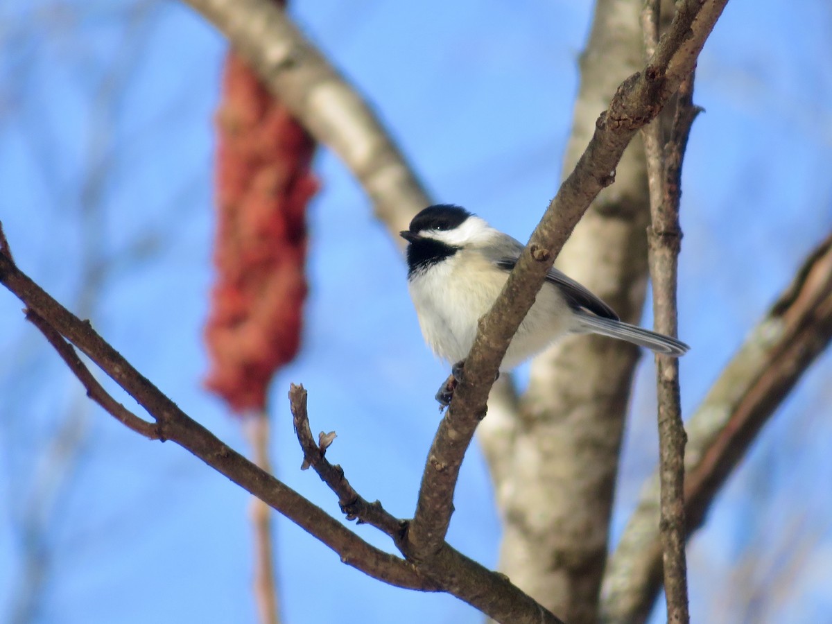 Black-capped Chickadee - ML647191037