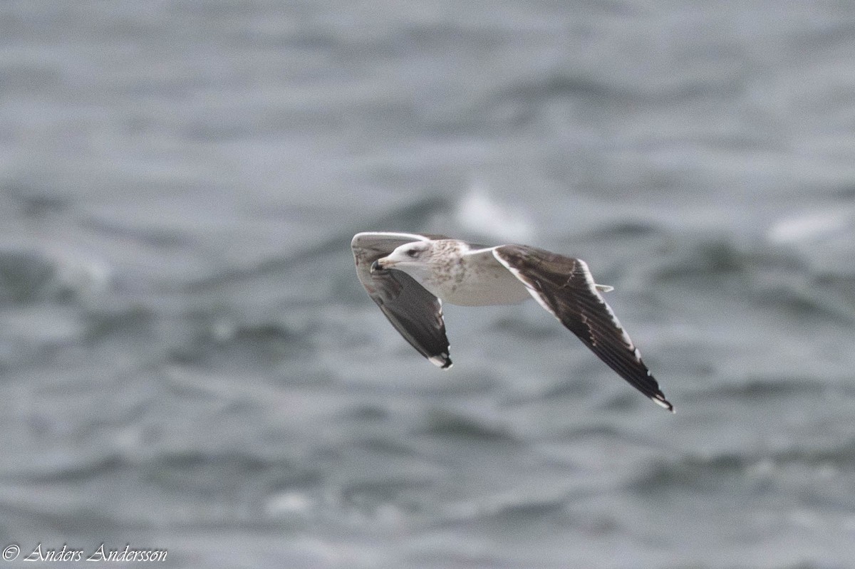 racek mořský - ML647191040