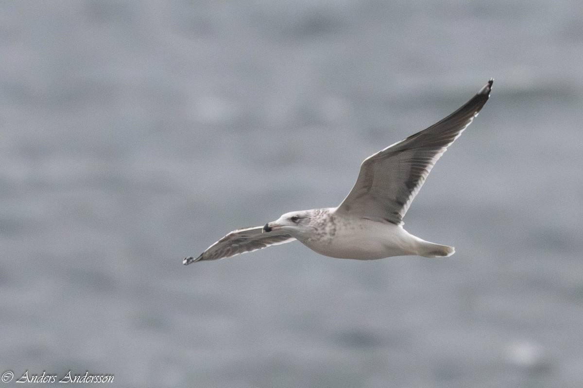 racek mořský - ML647191042