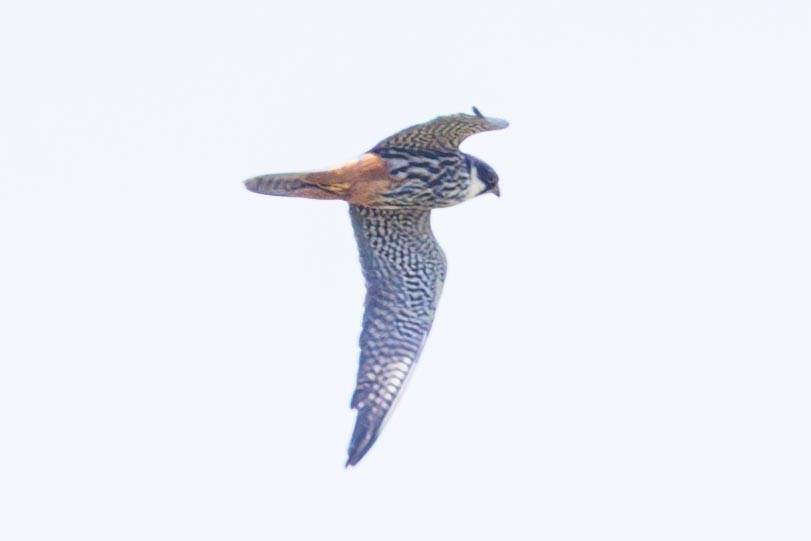 Eurasian Hobby - ML647191048