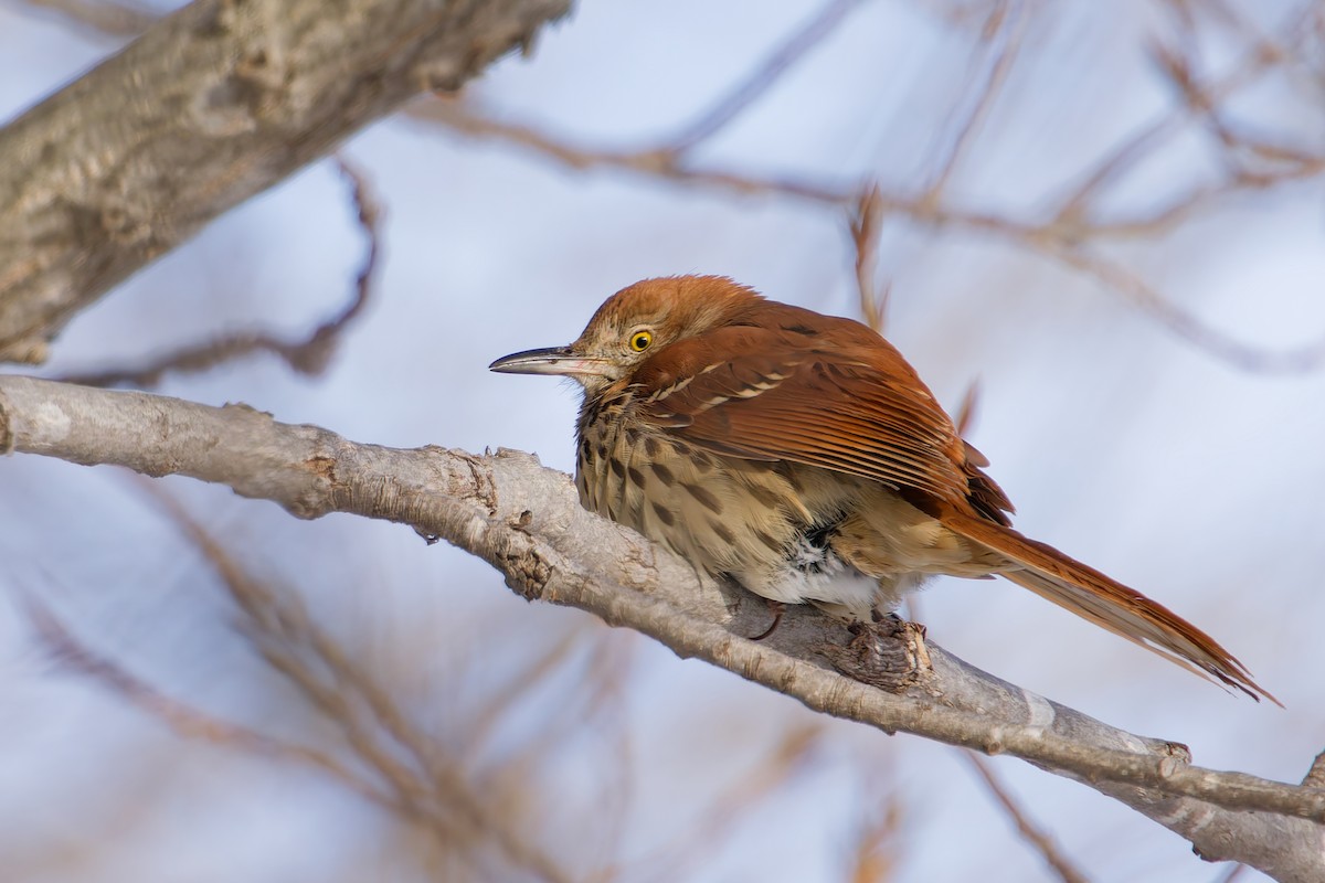 Cuitlacoche Rojizo - ML647191055