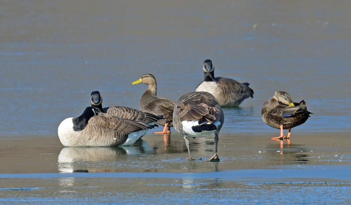 Ahate iluna - ML647191058