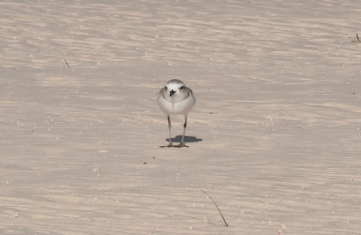 Пісочник американський - ML647191086