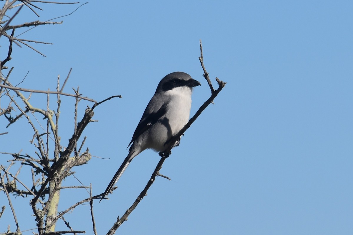 Loggerhead Shrike - ML647191092