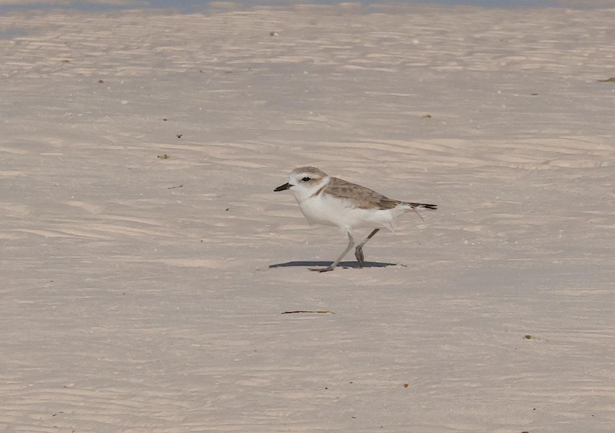 Пісочник американський - ML647191096