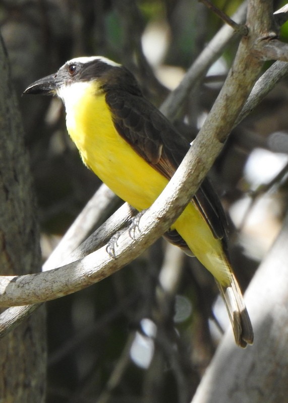 Boat-billed Flycatcher - ML647191105