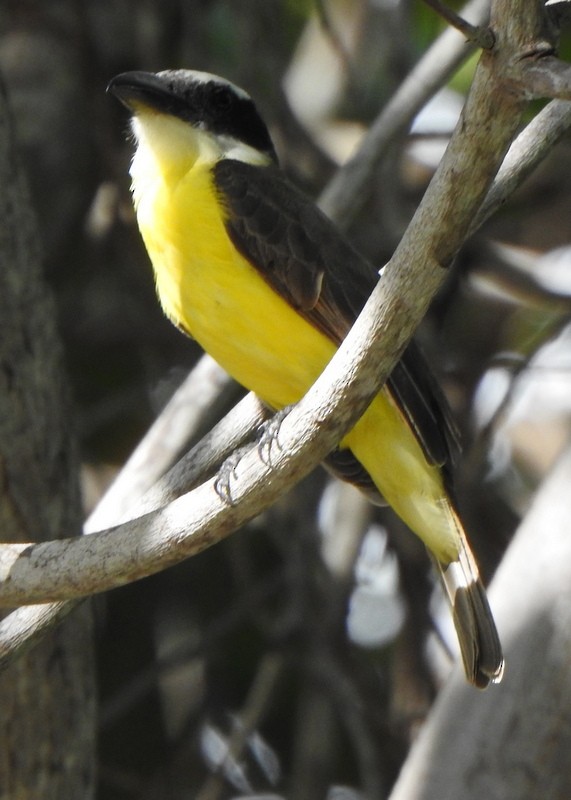 Boat-billed Flycatcher - ML647191106