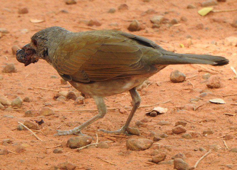 Zorzal Sabiá - ML647191112