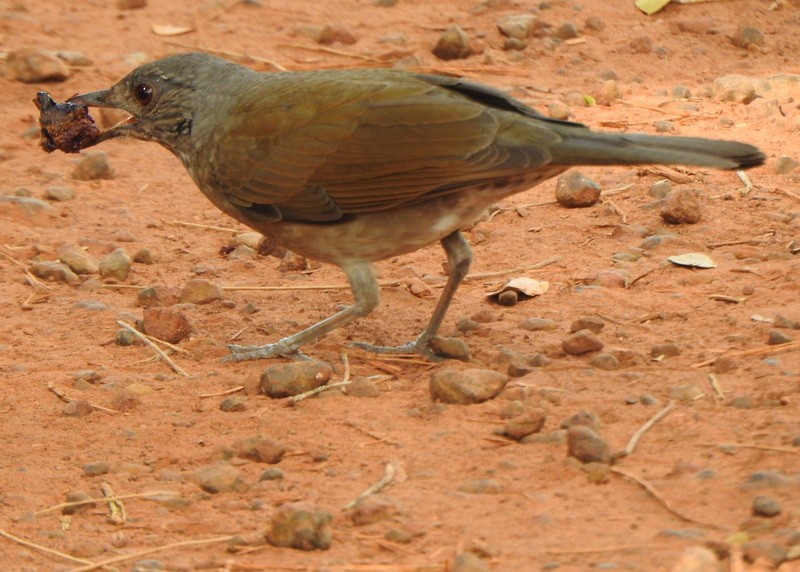 Zorzal Sabiá - ML647191113