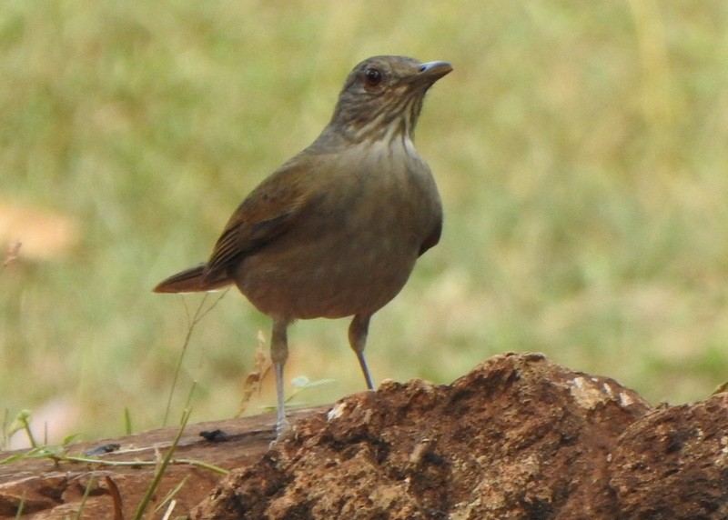 Zorzal Sabiá - ML647191114