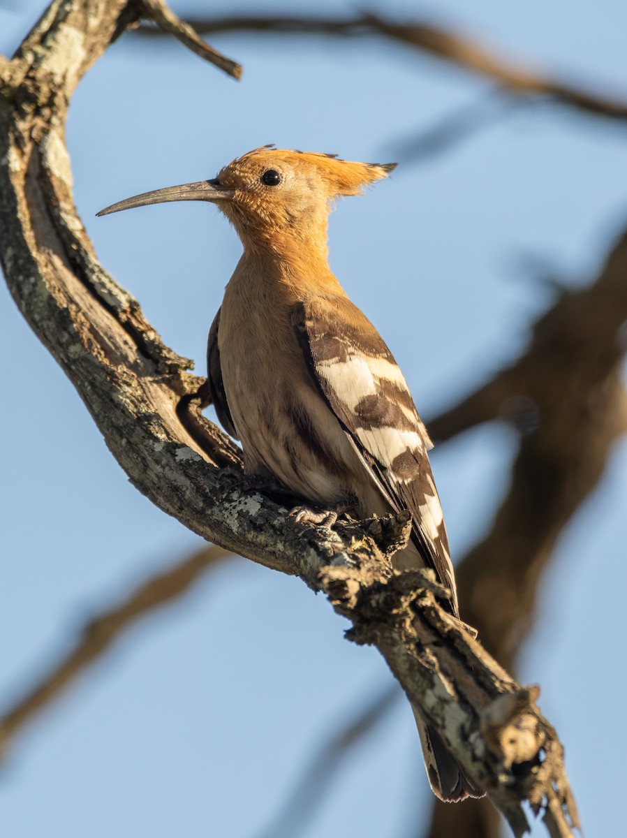 Common Hoopoe (African) - ML647191123