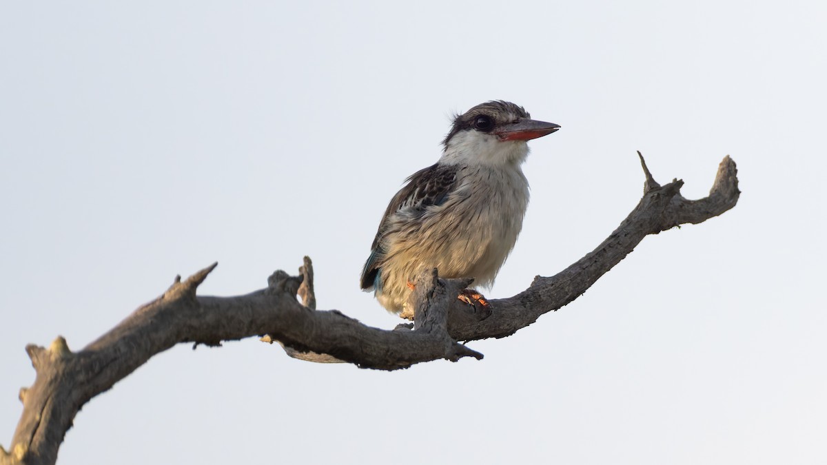 Striped Kingfisher - ML647191126
