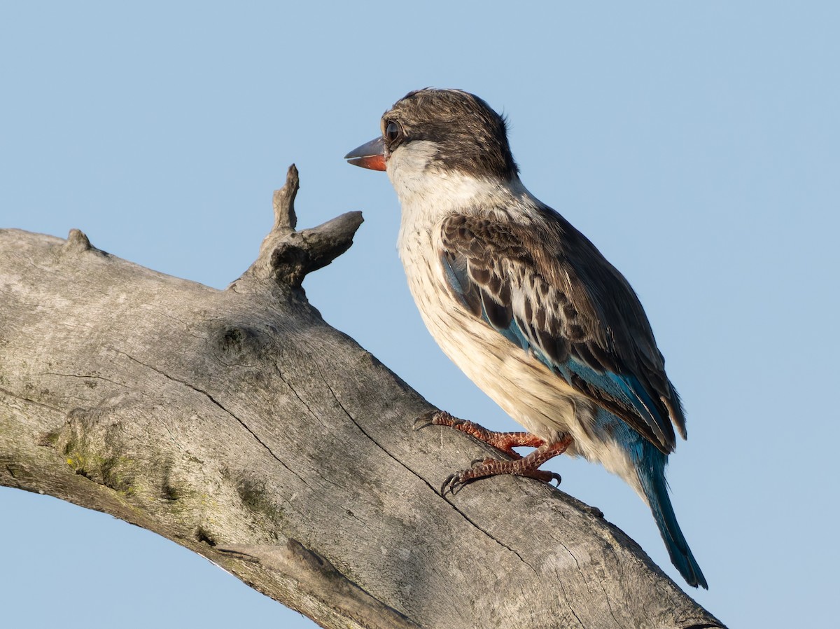 Striped Kingfisher - ML647191127