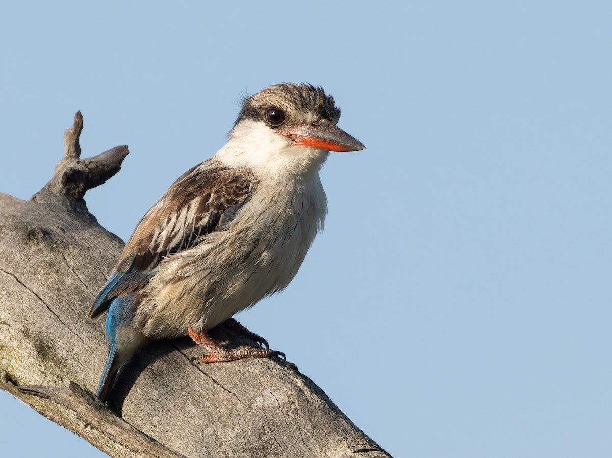 Striped Kingfisher - ML647191128