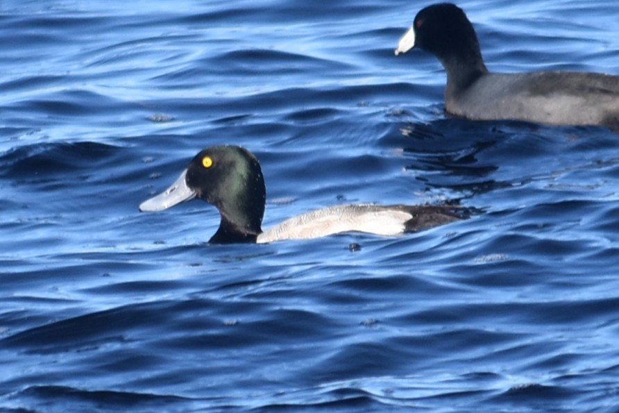 Greater Scaup - ML647191138