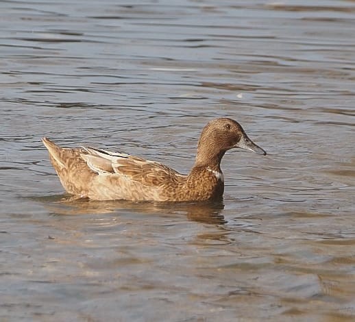 duck sp. - ML647191147