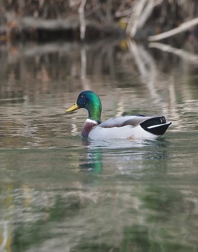 Mallard - ML647191150