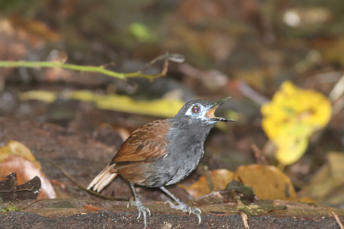 Chestnut-backed Antbird - ML647191160