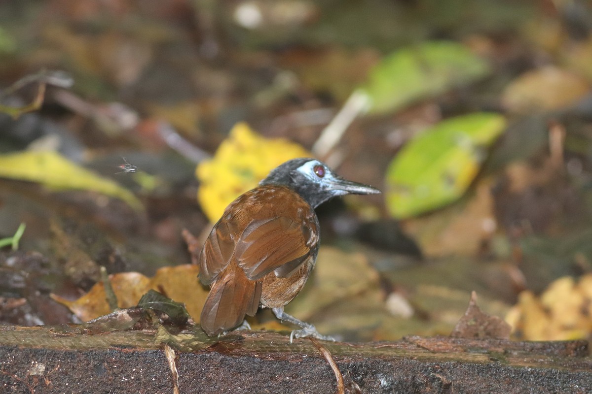 Chestnut-backed Antbird - ML647191163