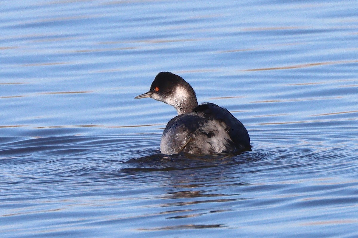 Eared Grebe - ML647191165