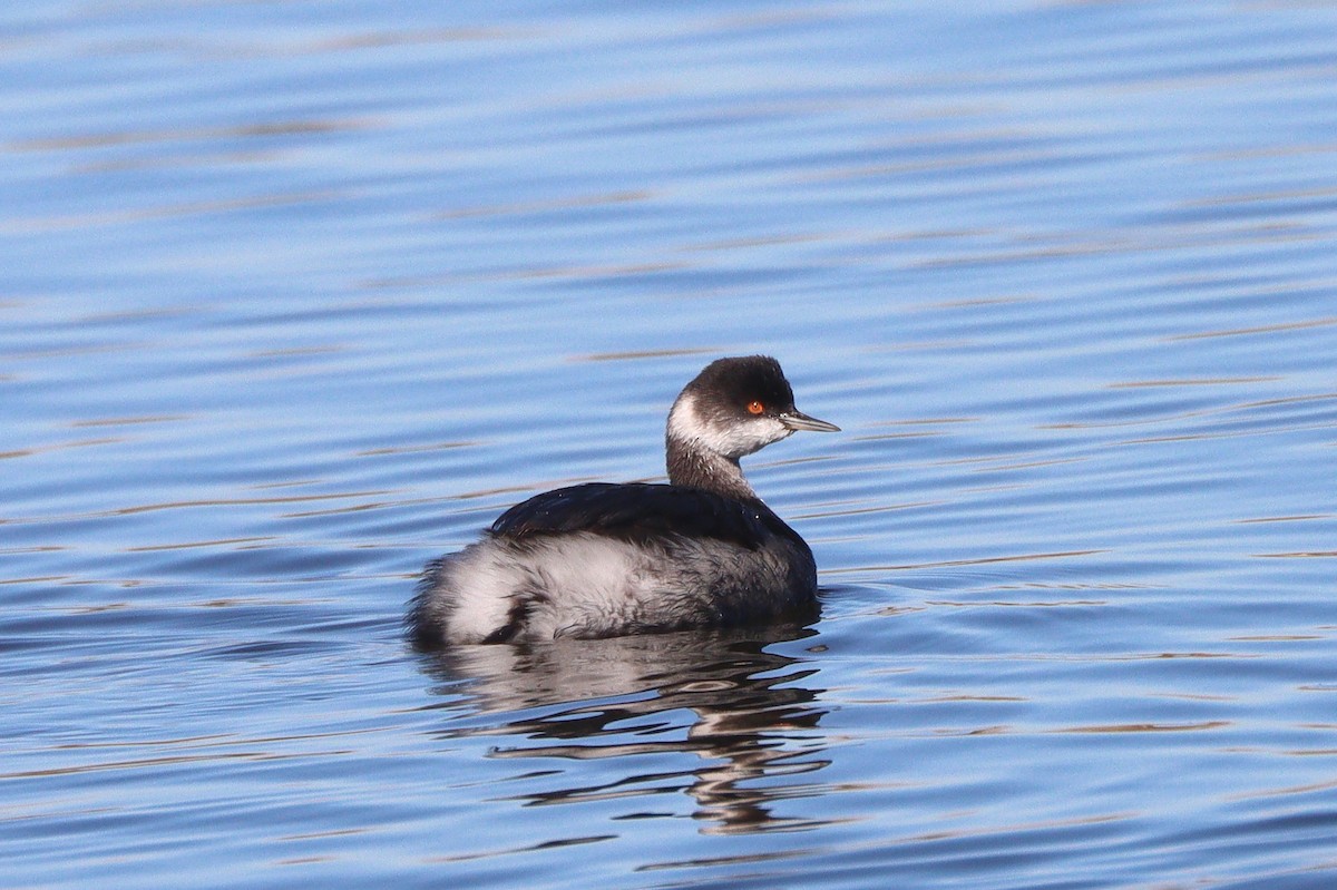 Eared Grebe - ML647191166