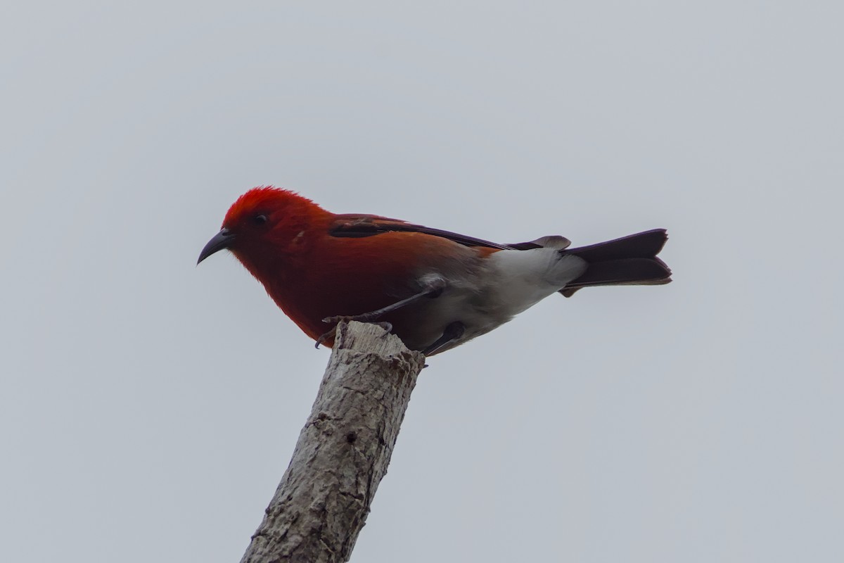 Apapane - ML647191192