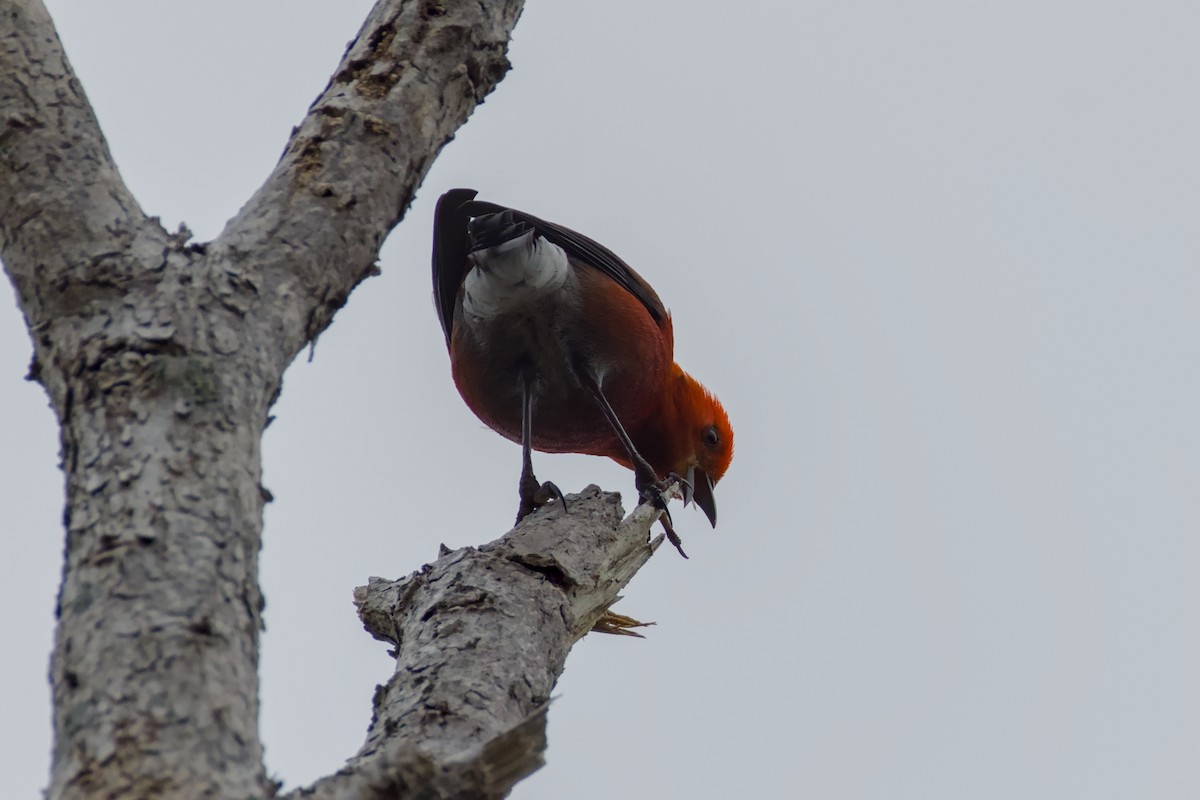 Apapane - ML647191193