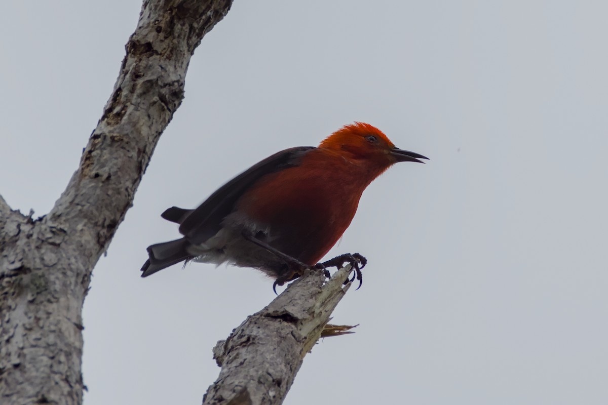 Apapane - ML647191194