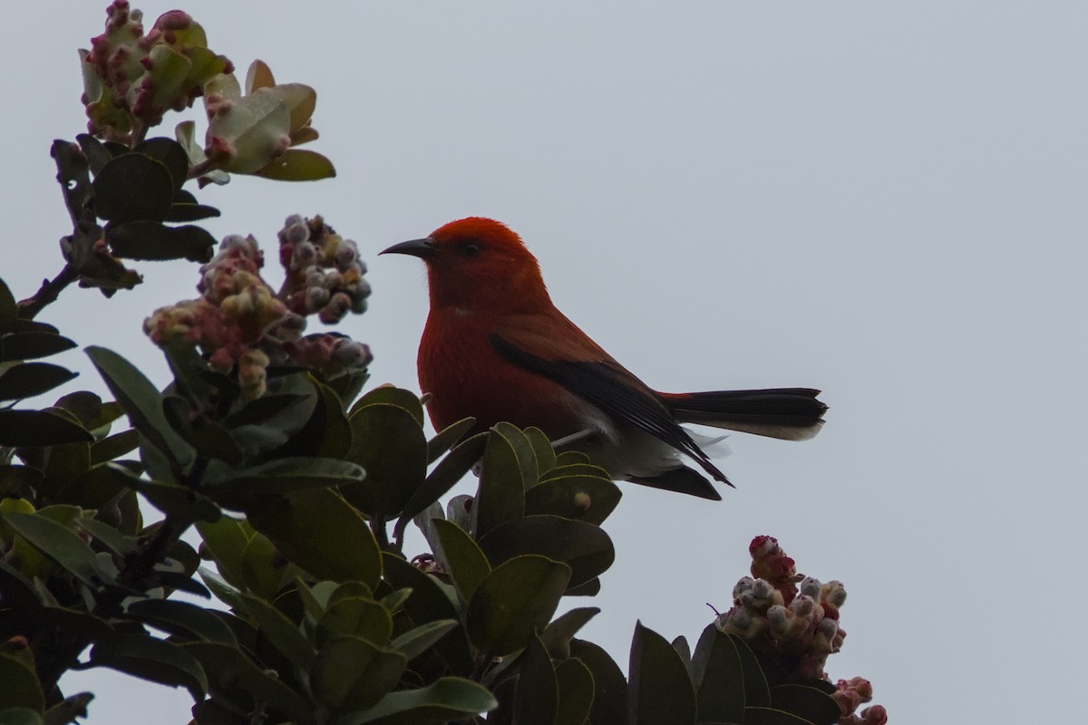 Apapane - ML647191195