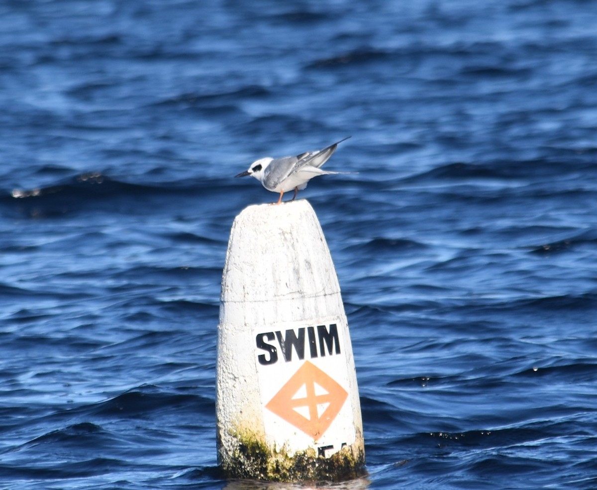 Forster's Tern - ML647191196