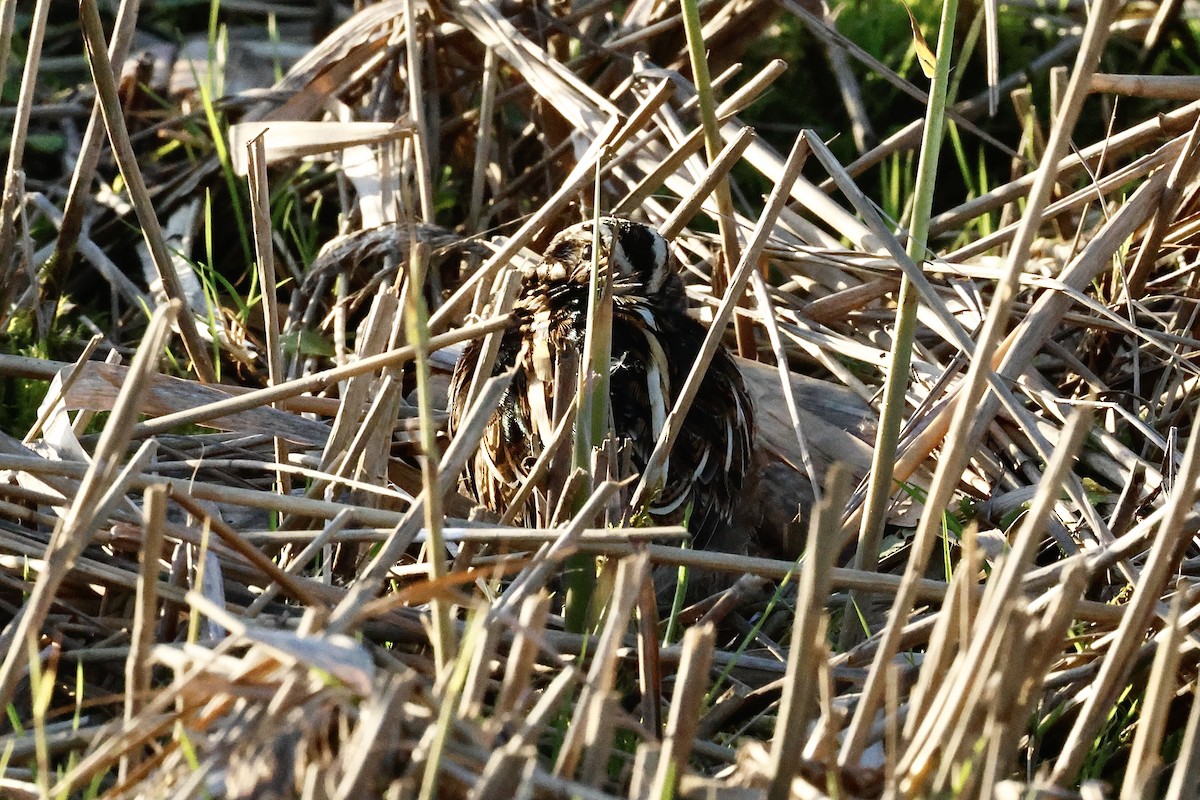 Jack Snipe - ML647191197