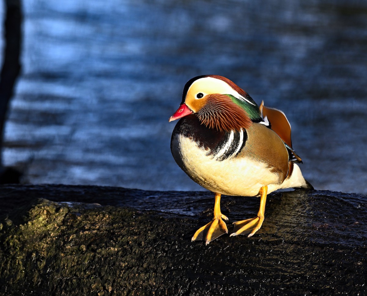 Mandarin Duck - ML647191208