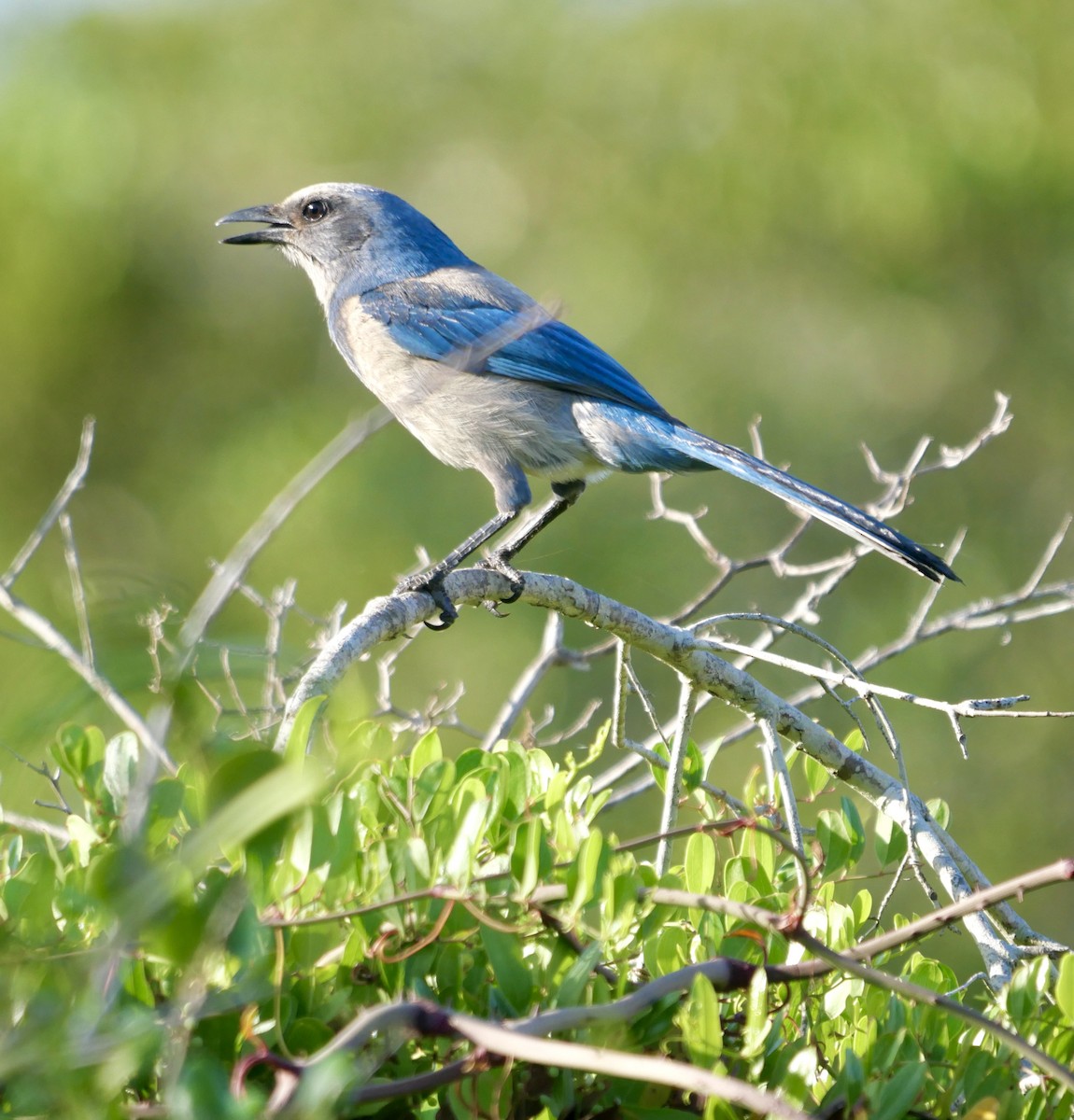 Geai à gorge blanche - ML647191210