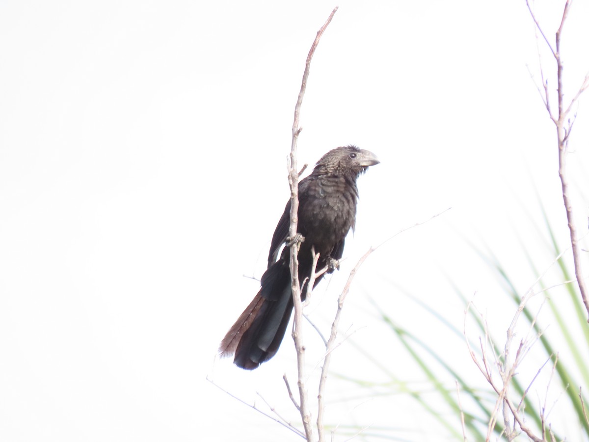Smooth-billed Ani - ML647191212