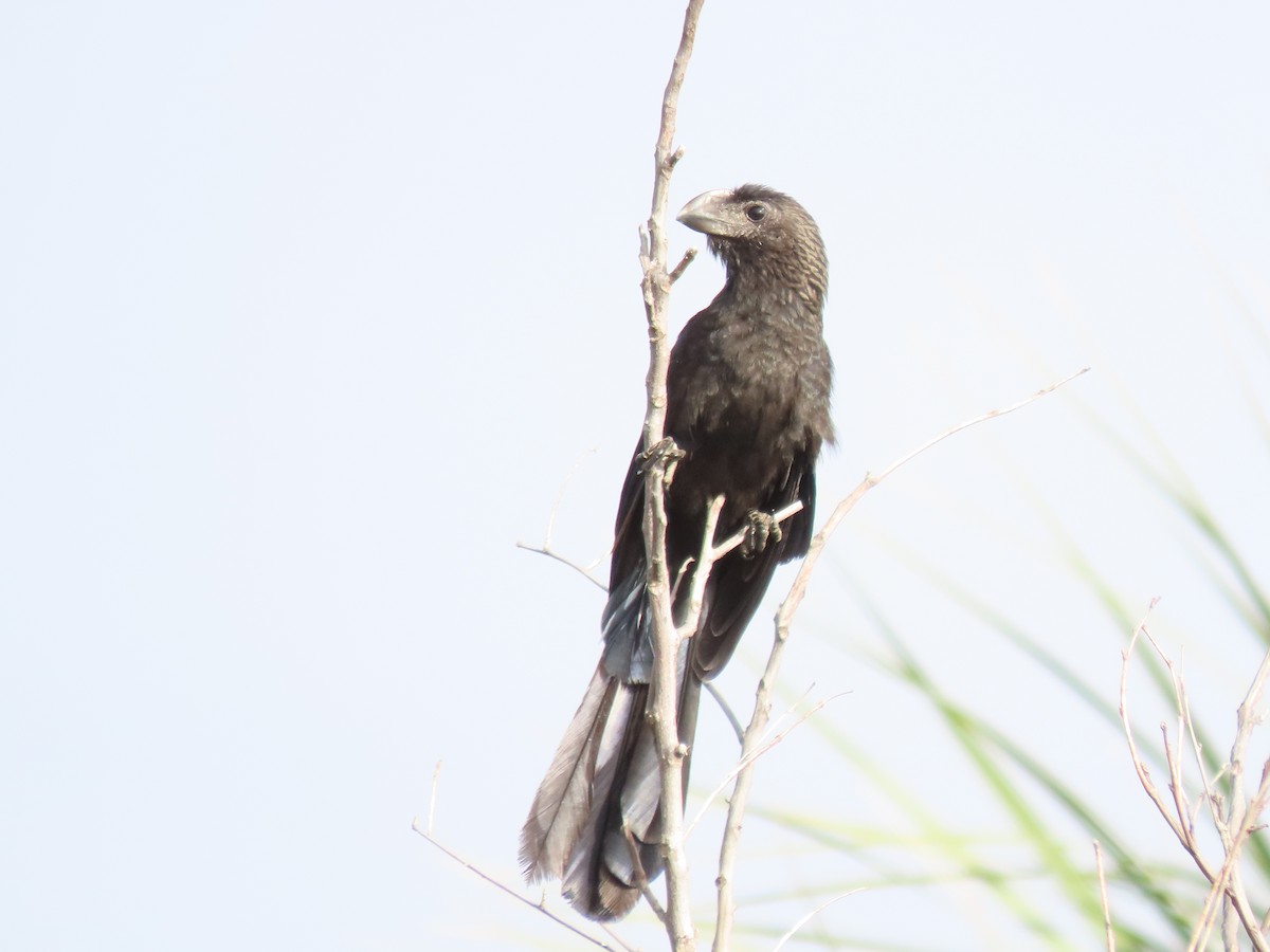 Smooth-billed Ani - ML647191213