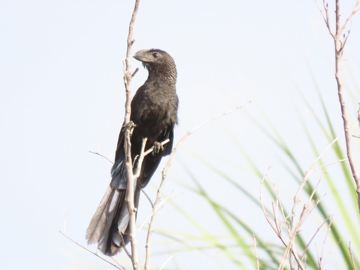 Smooth-billed Ani - ML647191214