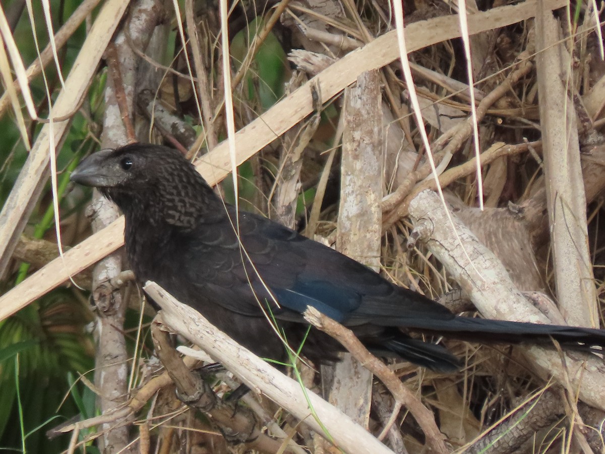 Smooth-billed Ani - ML647191216