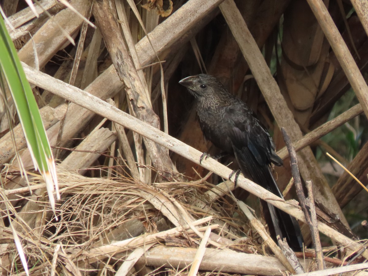 Smooth-billed Ani - ML647191217