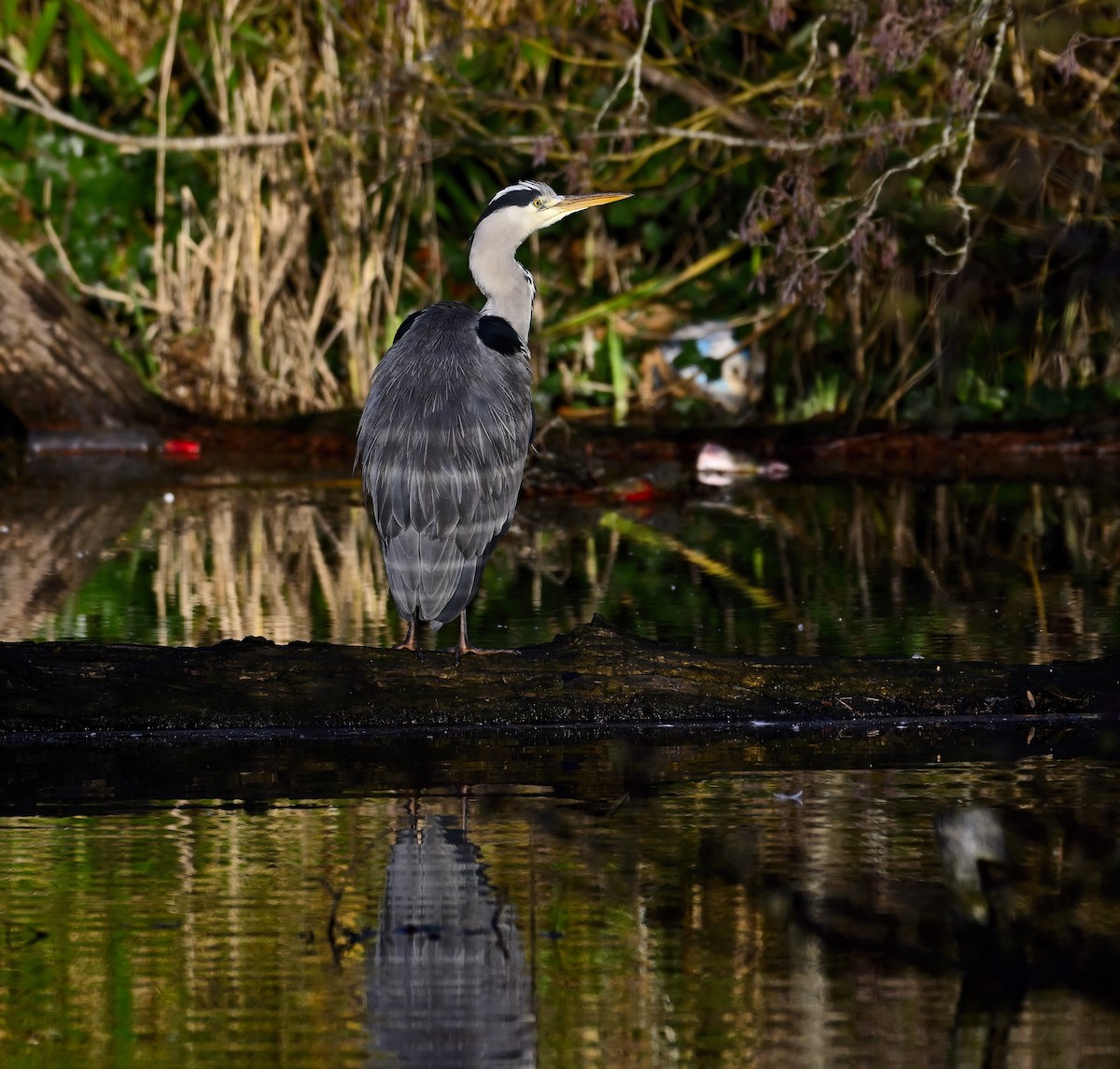 Чапля сіра - ML647191244